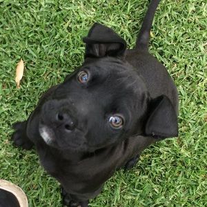 Meet your Posher, Annabelle